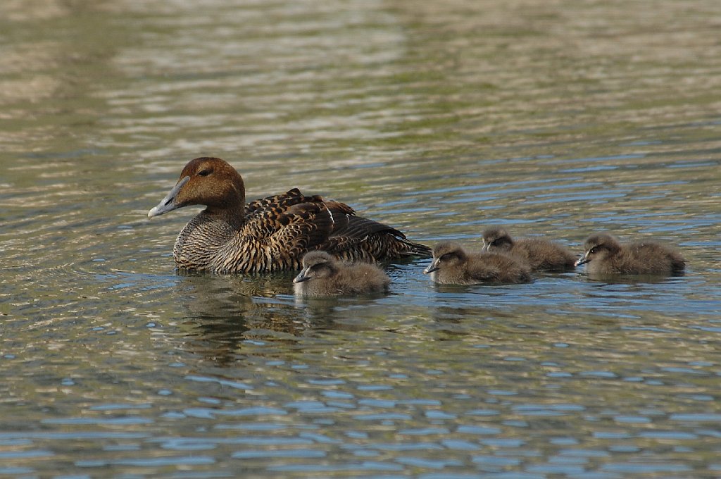 Duck, Common Eider, 2012-05065450 Gloucester, MA_2.JPG - Common Eider. Gloucester, MA, 5-6-5012